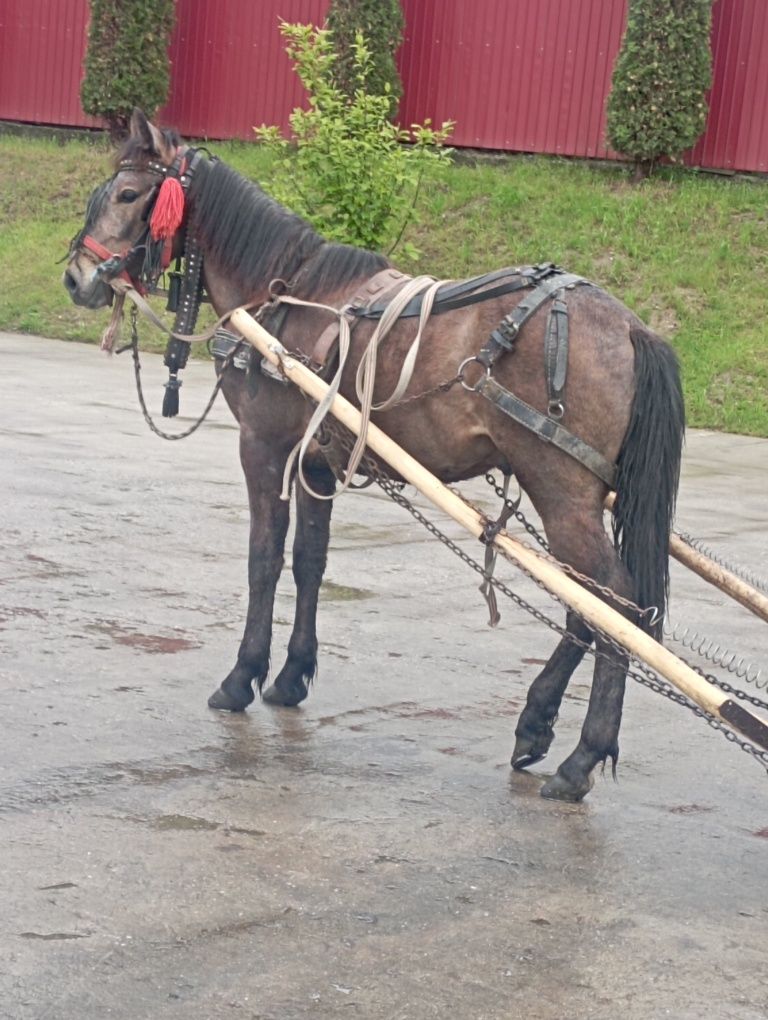 De vânzare crlan