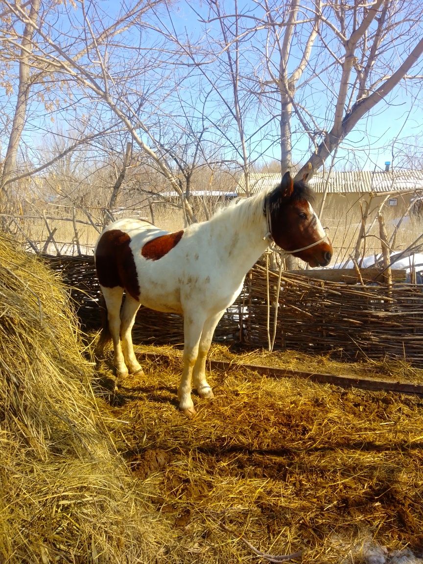 Кунан 3жасар айгыр