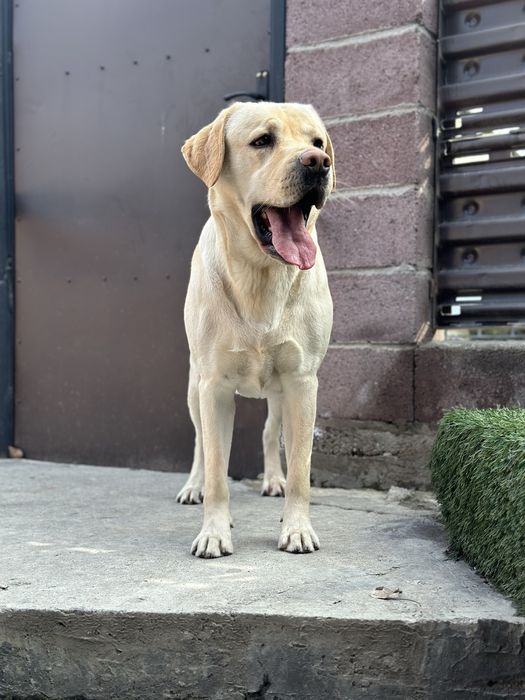 Вязка лабрадор ретривер