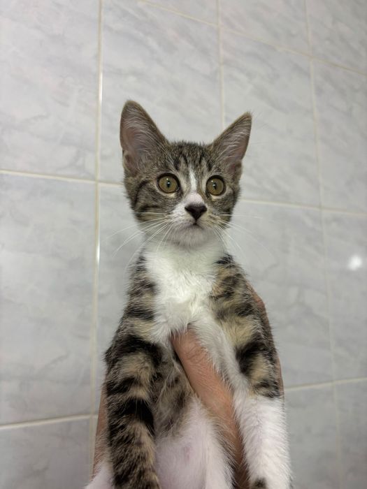 Adoptie responsabila Constanta