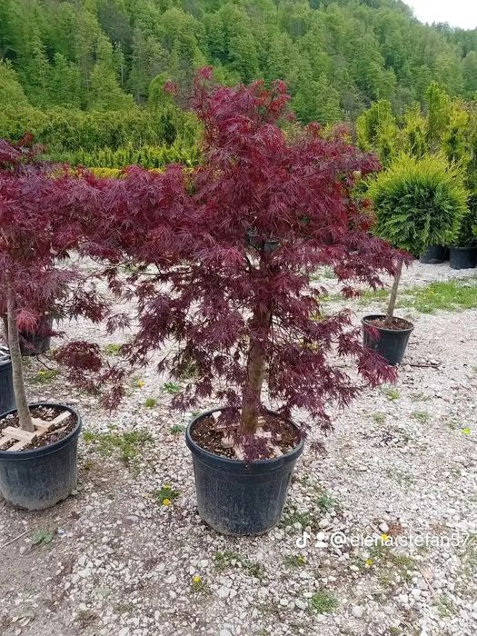 Vând plante ornamentale de cea mai buna calitate