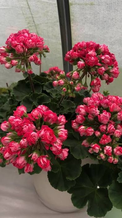 Цветы комнатные растения