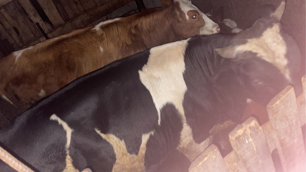 Продам Бык срочно