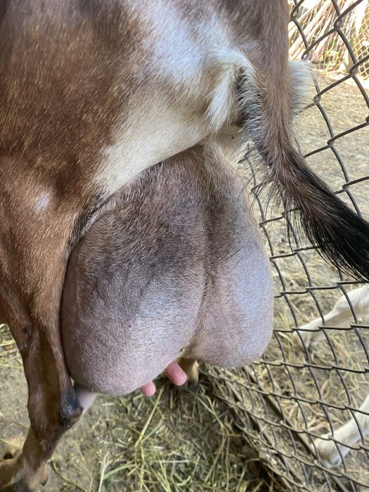 Vand capre sannen rasa pura