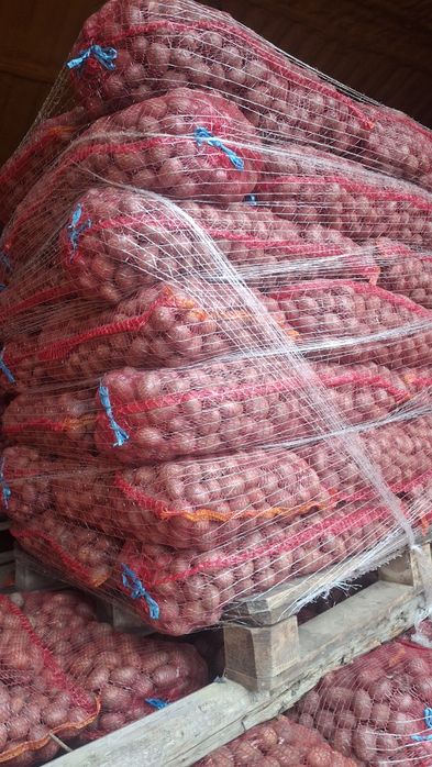 Cartofii de sămânță elită și de consum