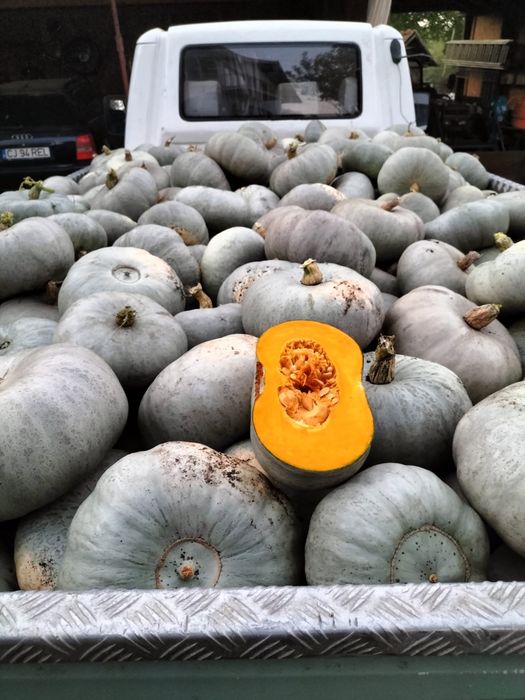 Dovleci de copt de vanzare