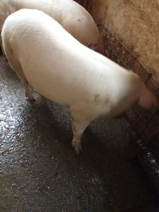 Porc de Crăciun la alegere