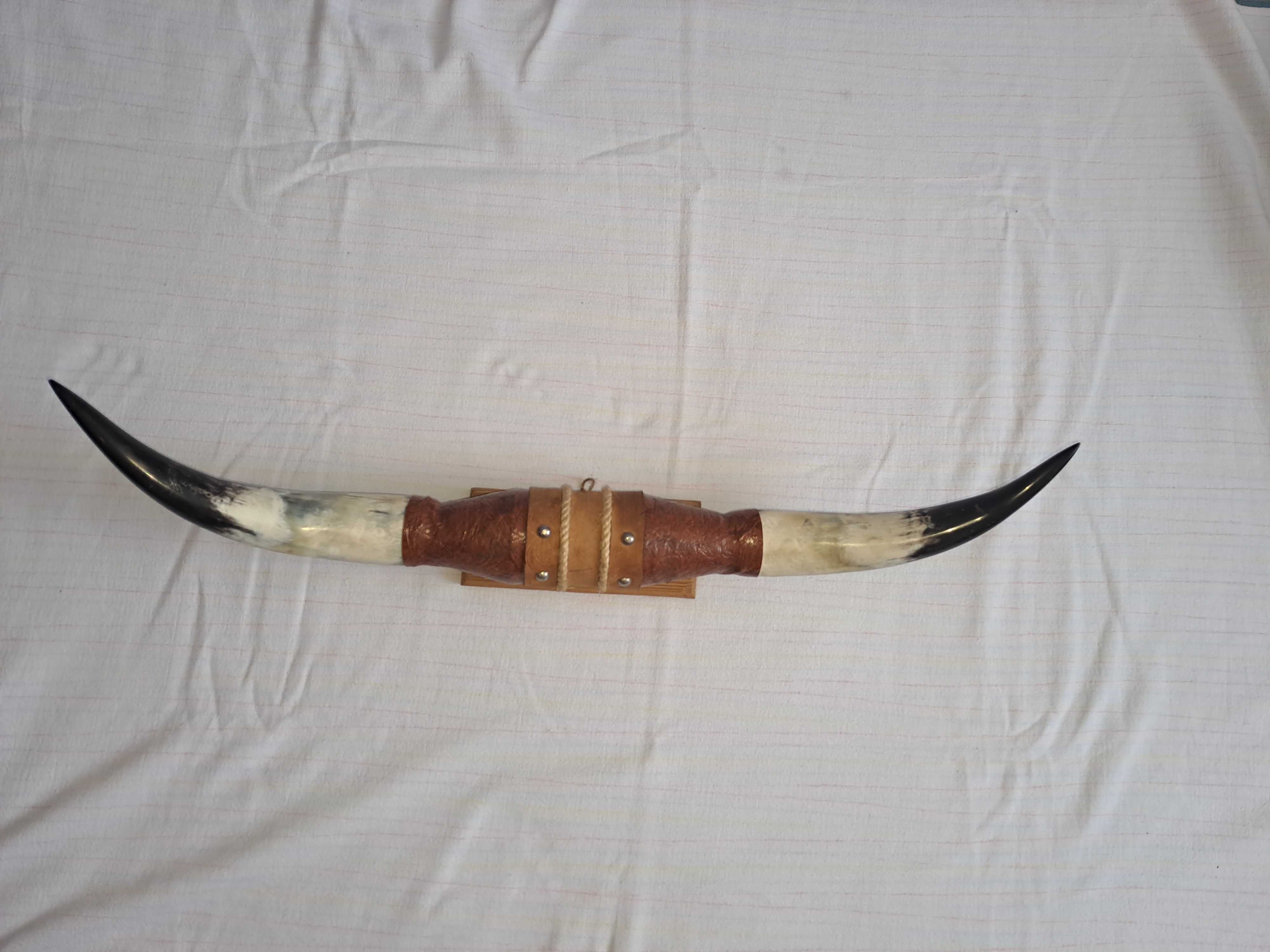 trofeu coarne bivol coarne taur 74 cm