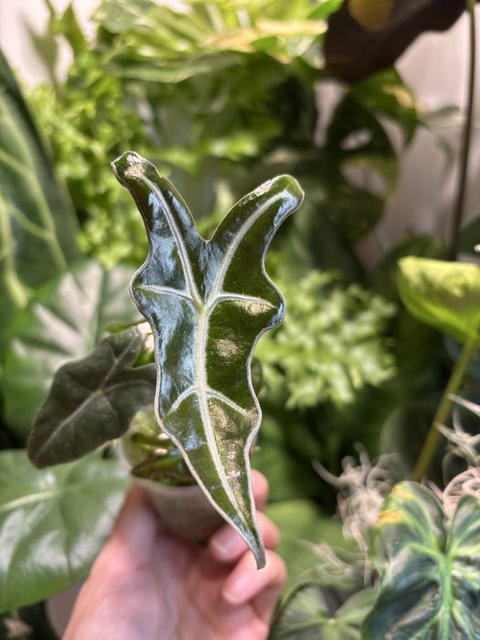 Алоказия Нобилис