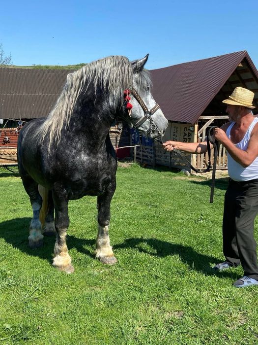 Vand manz percheron original