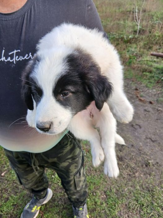 Каракачанки Българско овчарско куче.