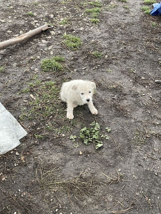 Donez catelusa jucausa