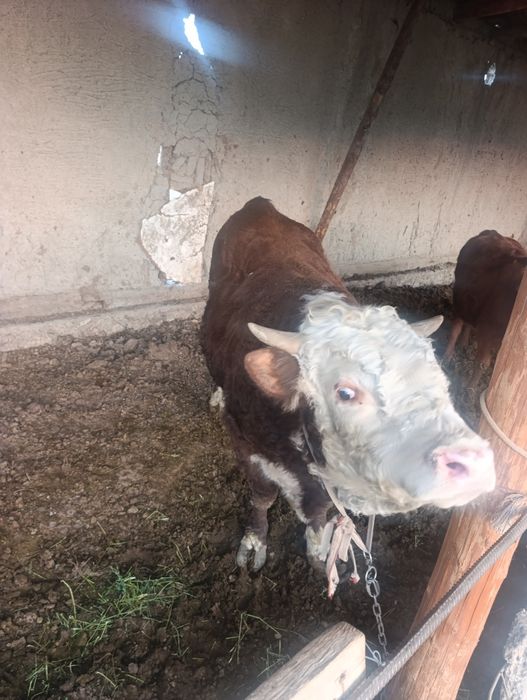 Сотилади срочно гов