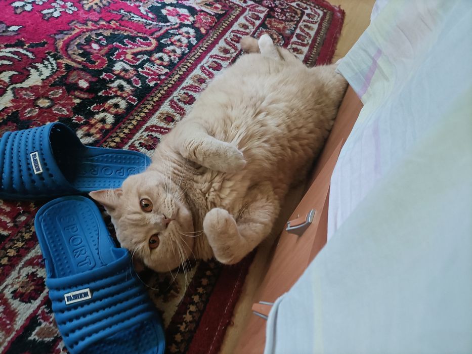 British shorthair golden