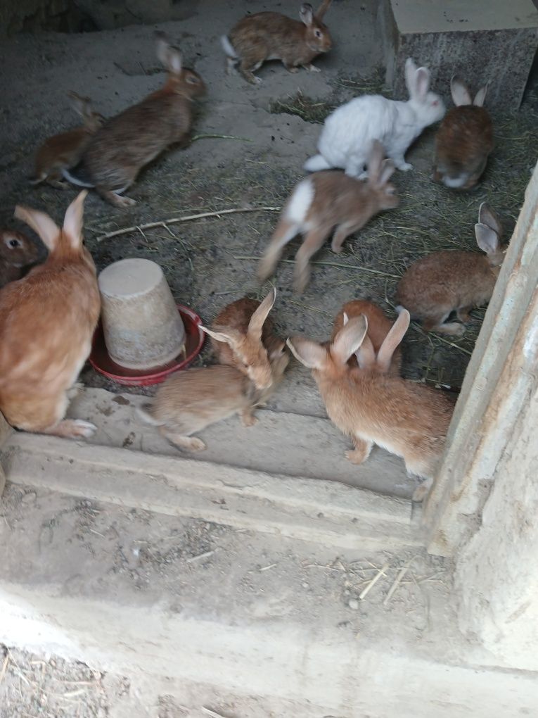 Quyonlar soĝlom narxi kelishiladi