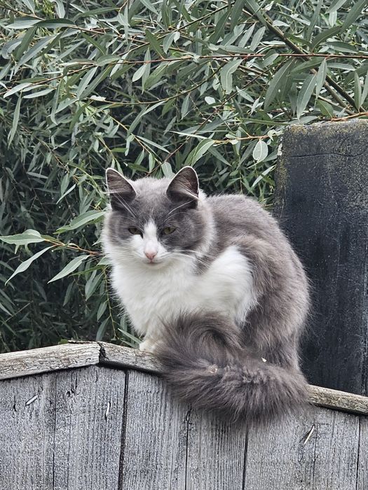 3 motanii spre adoptie