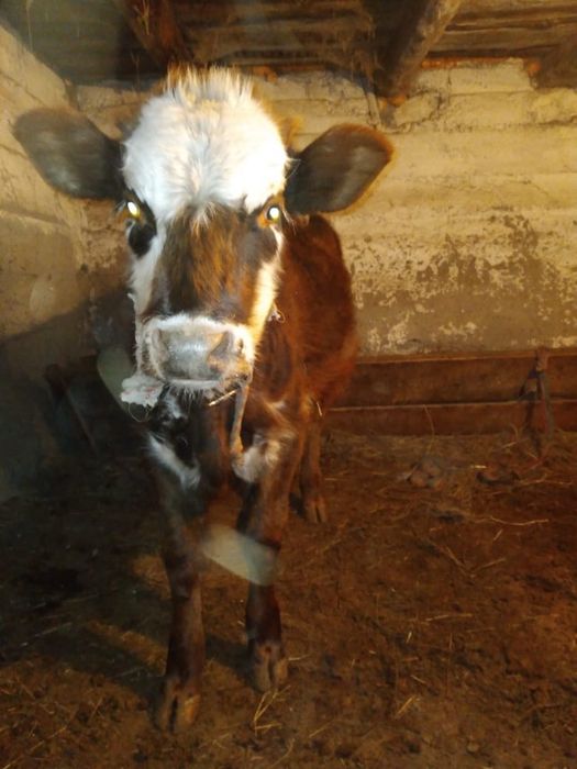 Бычки подсосные 8 мес и 5 мес