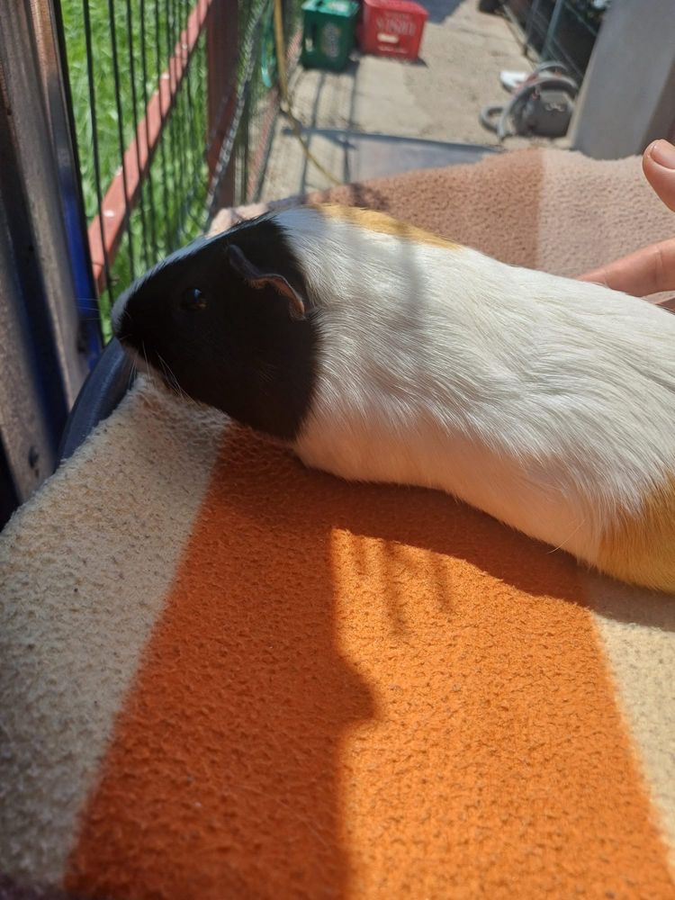 Donez porcusor de guineea