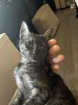 Pisicuta Blanda Pentru Adoptie