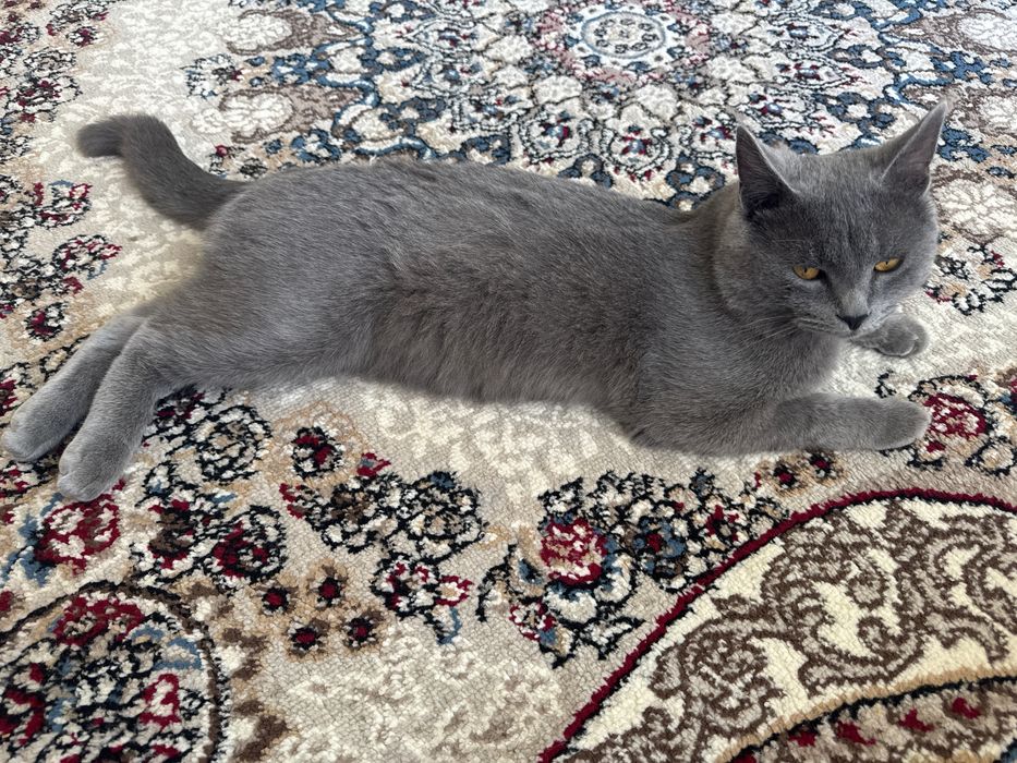 Породистий кошки.