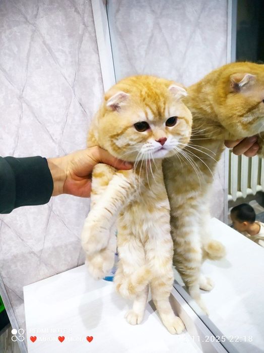 Скотш фолд золотая шиншилла чистый крови мальчик оригиналная 100%