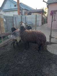 Vand trei oi în comuna verești jud Suceava