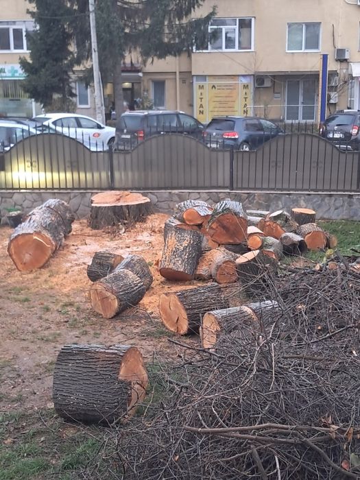 Vand lemn tei 2 m cub