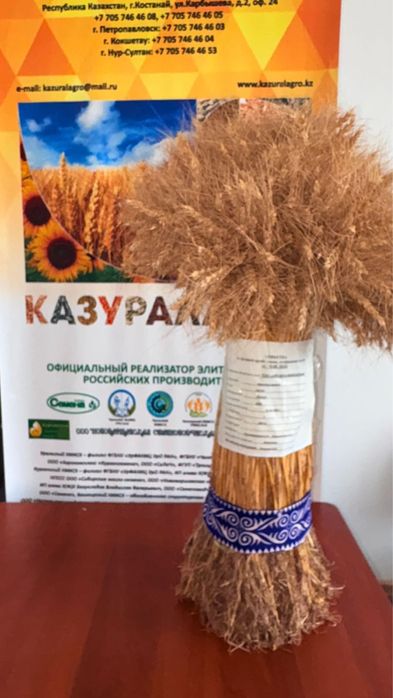 Продам семена элита пшеница мягкая яровая
