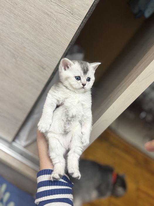 Продаются Котята