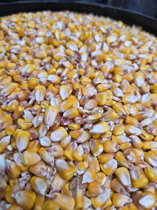 Porumb la saci rafie 1.1 lei/kg