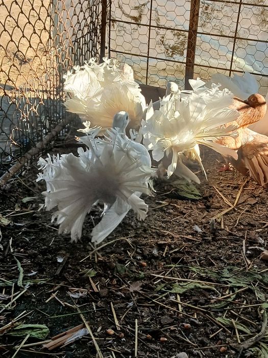 De vânzare sau schimb