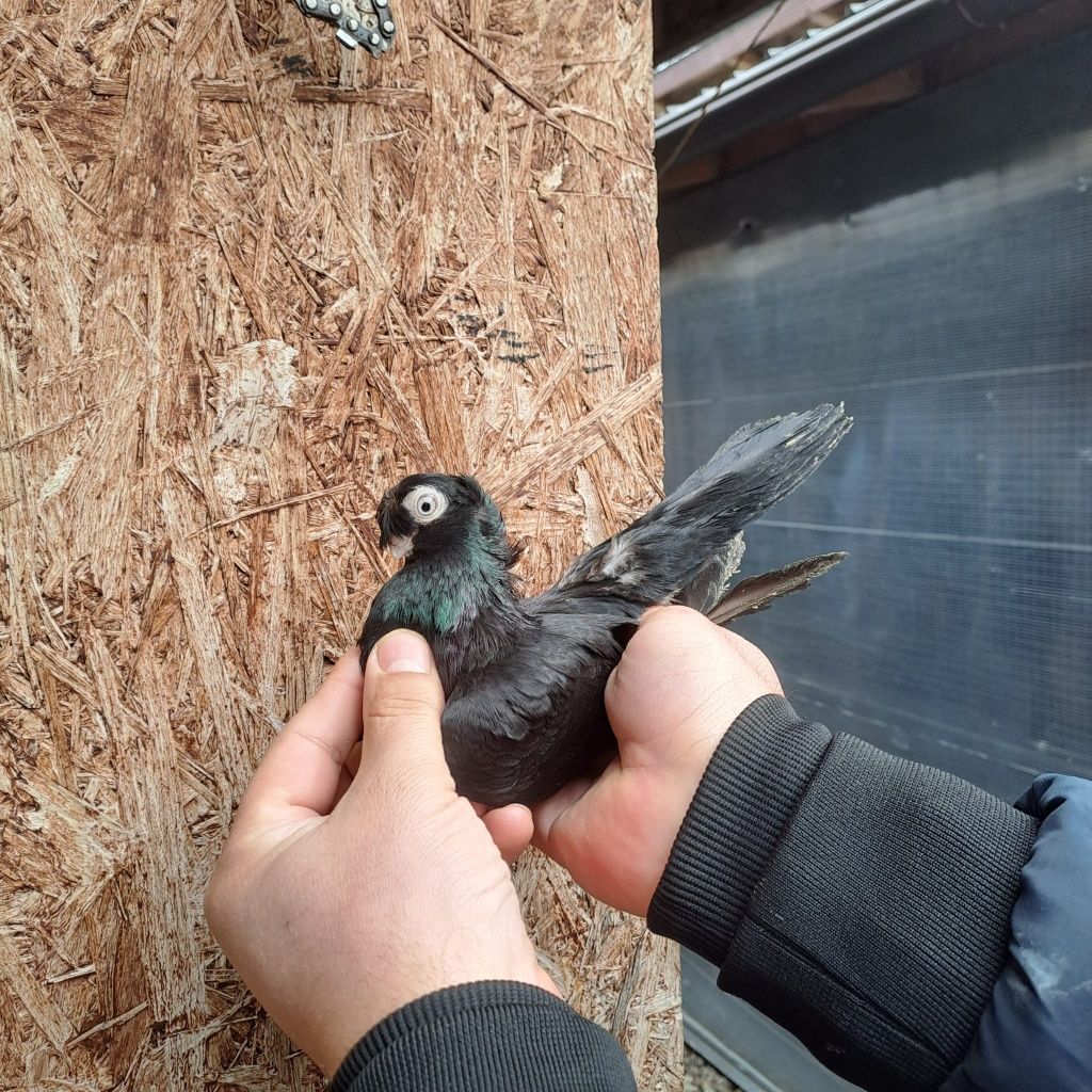 Porumbei bimotati de călărași