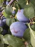 Prune pentru borhot darjan si anaspet