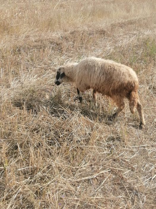 Vand 2 berbecu si 3 oi