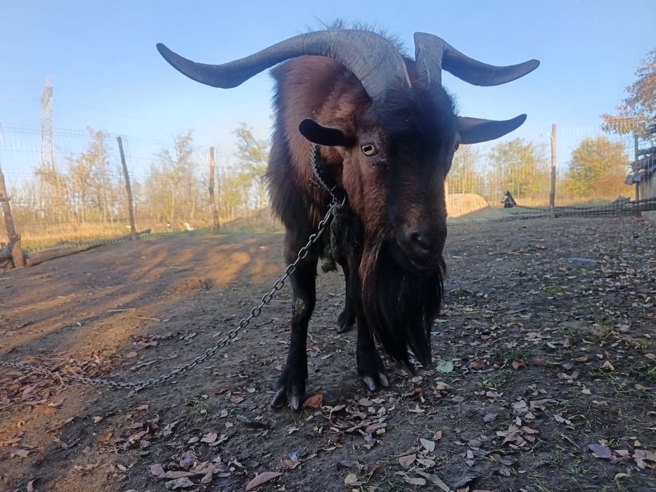 Vând țap Francez Alpin cu 1700 de lei.  3 Ani și jumamatate