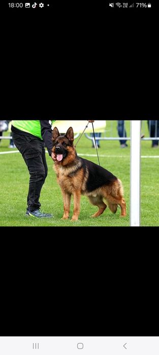 Catei Ciobanesc German