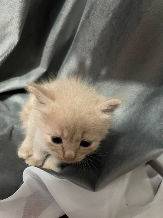 Отдаю даром заряженных кошек на фото не все есть еще