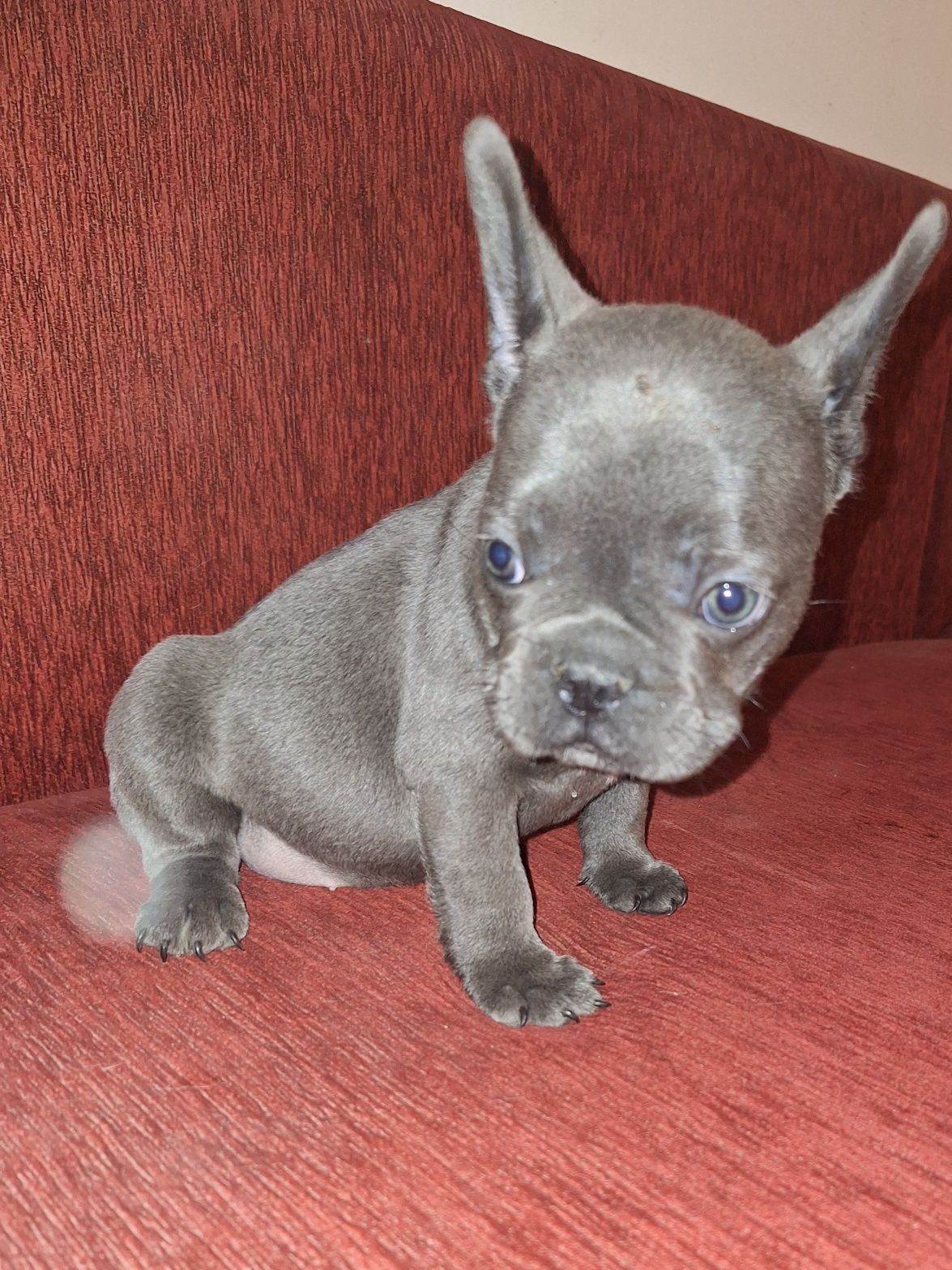 Bulldog francez blue fetita