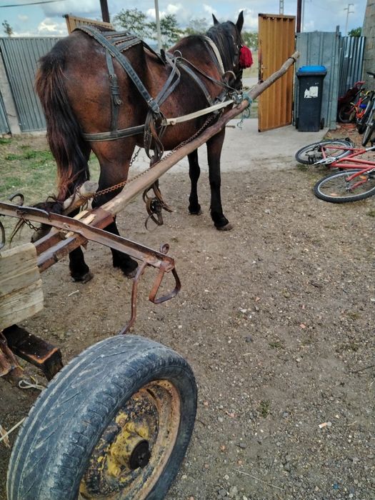 Vând iapă bună de căruță băieți 165 la greabăn
