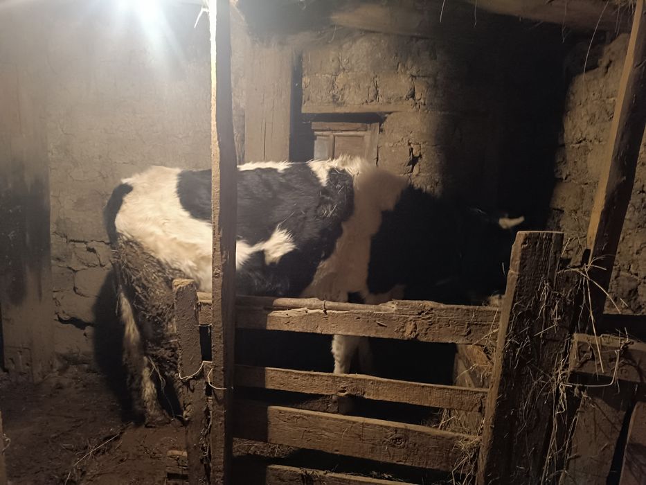 Продам бычка звоните