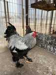 Pereche brahma herminat închis
