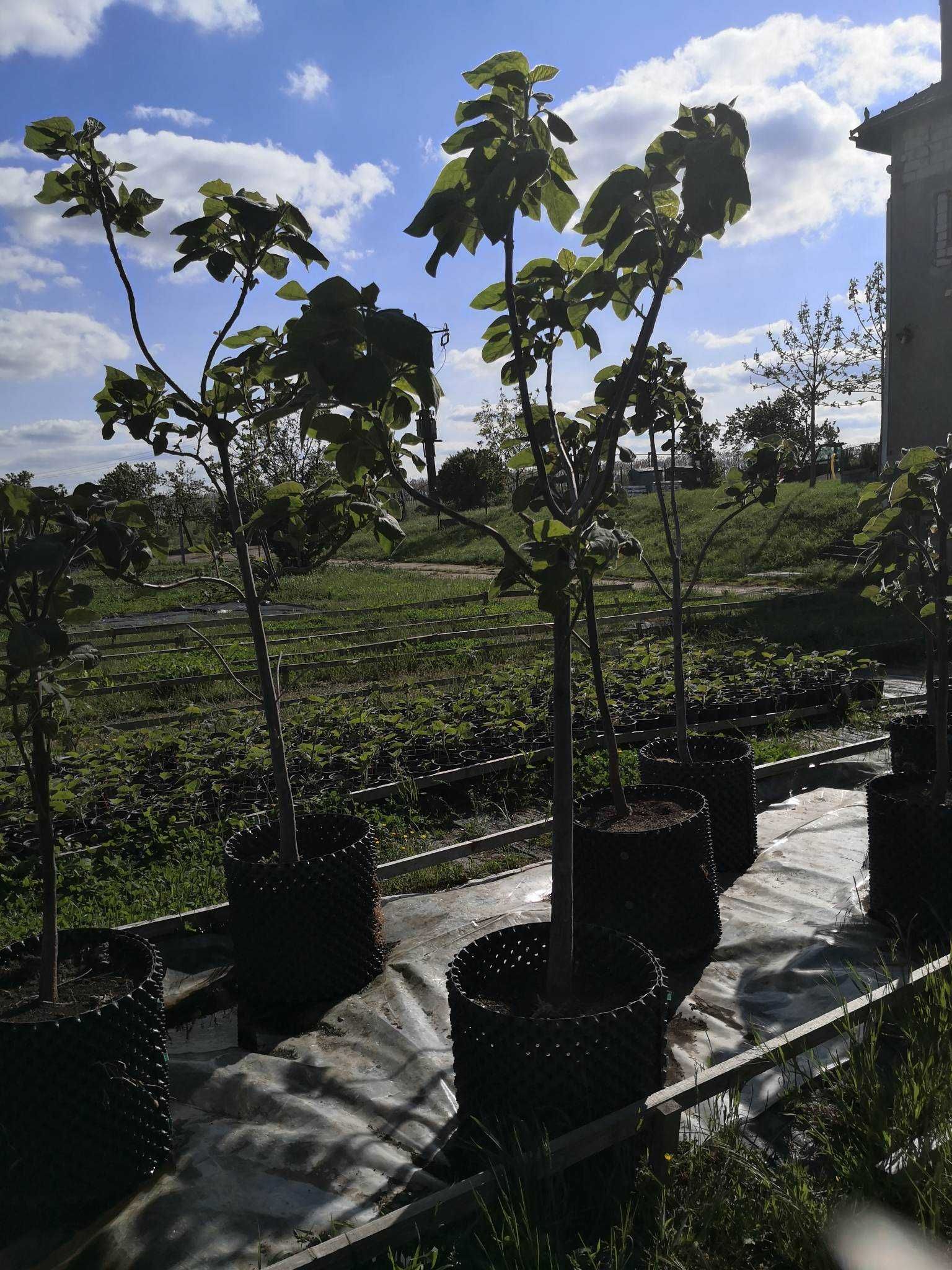 Comercializăm arbori de Paulownia, maturi cu rădăcini bine dezvoltate