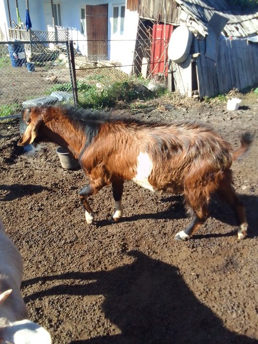 Vând țap anglo nubian