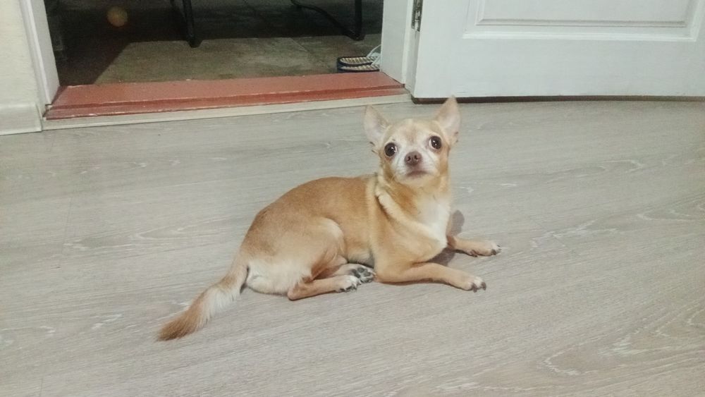 Продам чихуахуа кабель