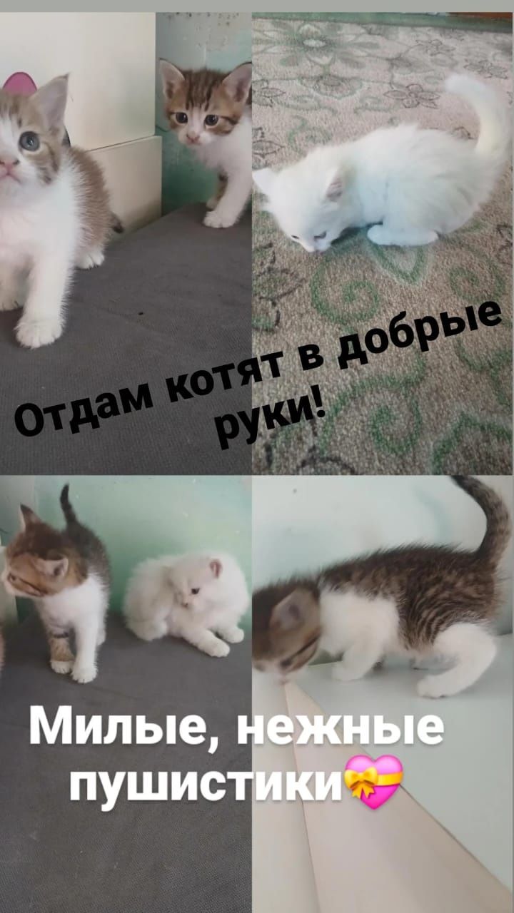 Котята в добрые руки