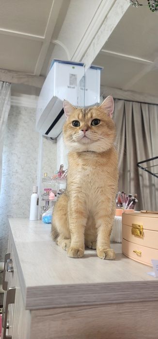 Ny11 shinshilla ogil