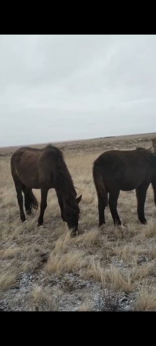 Продам кобылу с жеребенкам