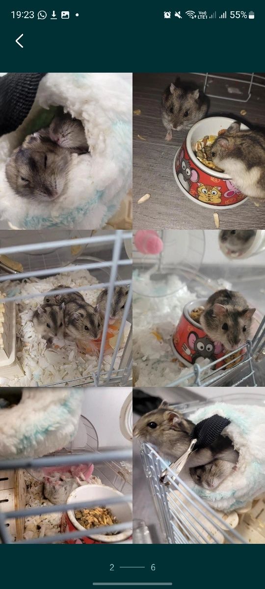 Hamsteri pitici siberieni