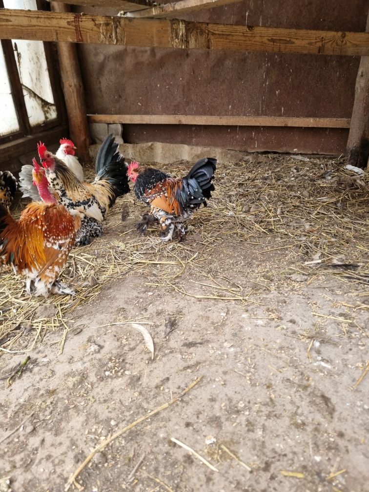 Gaini mii de flori și araucana care fac oua verzi