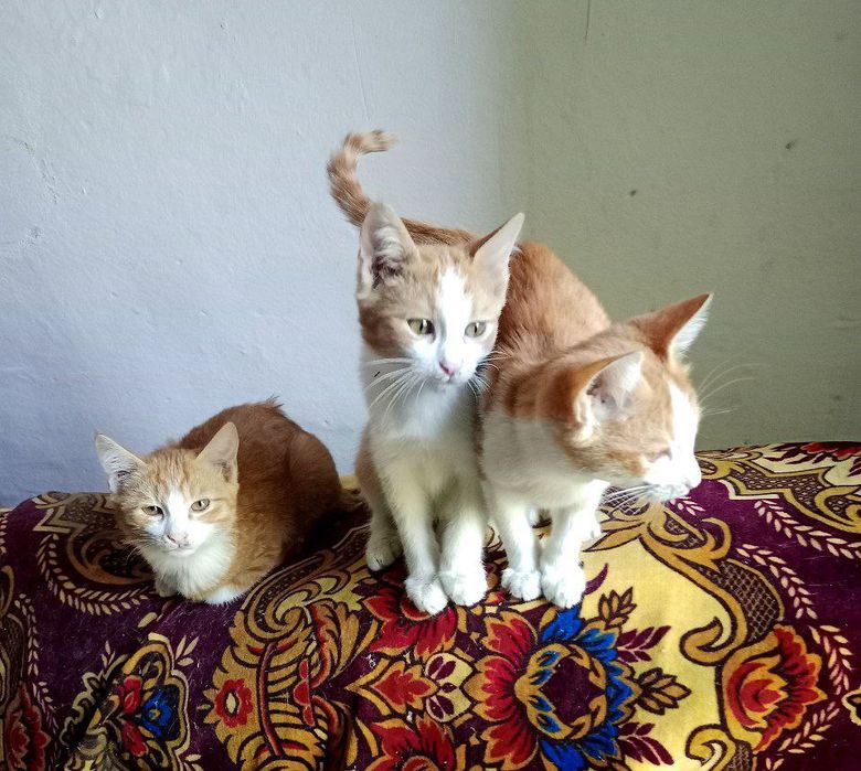 Котята,2 месяца(мальчики и девочки)